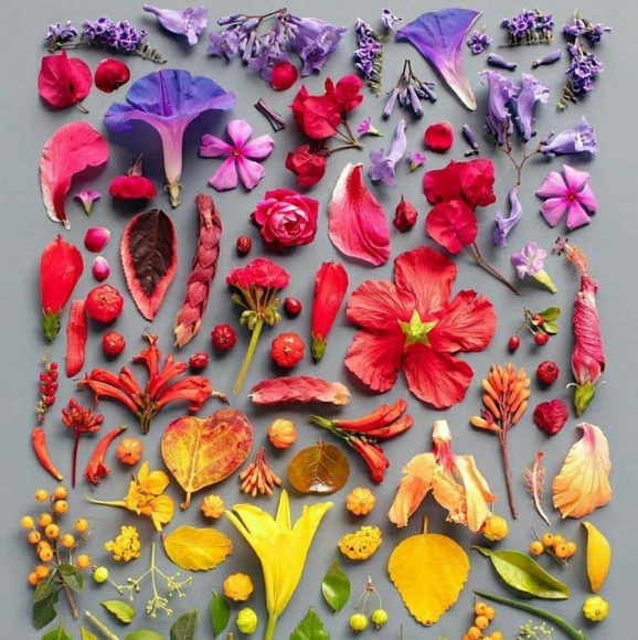 Meet your Posher, Vivi - Picture 1 of 1